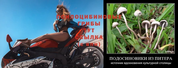 PSILOCYBIN Куйбышев